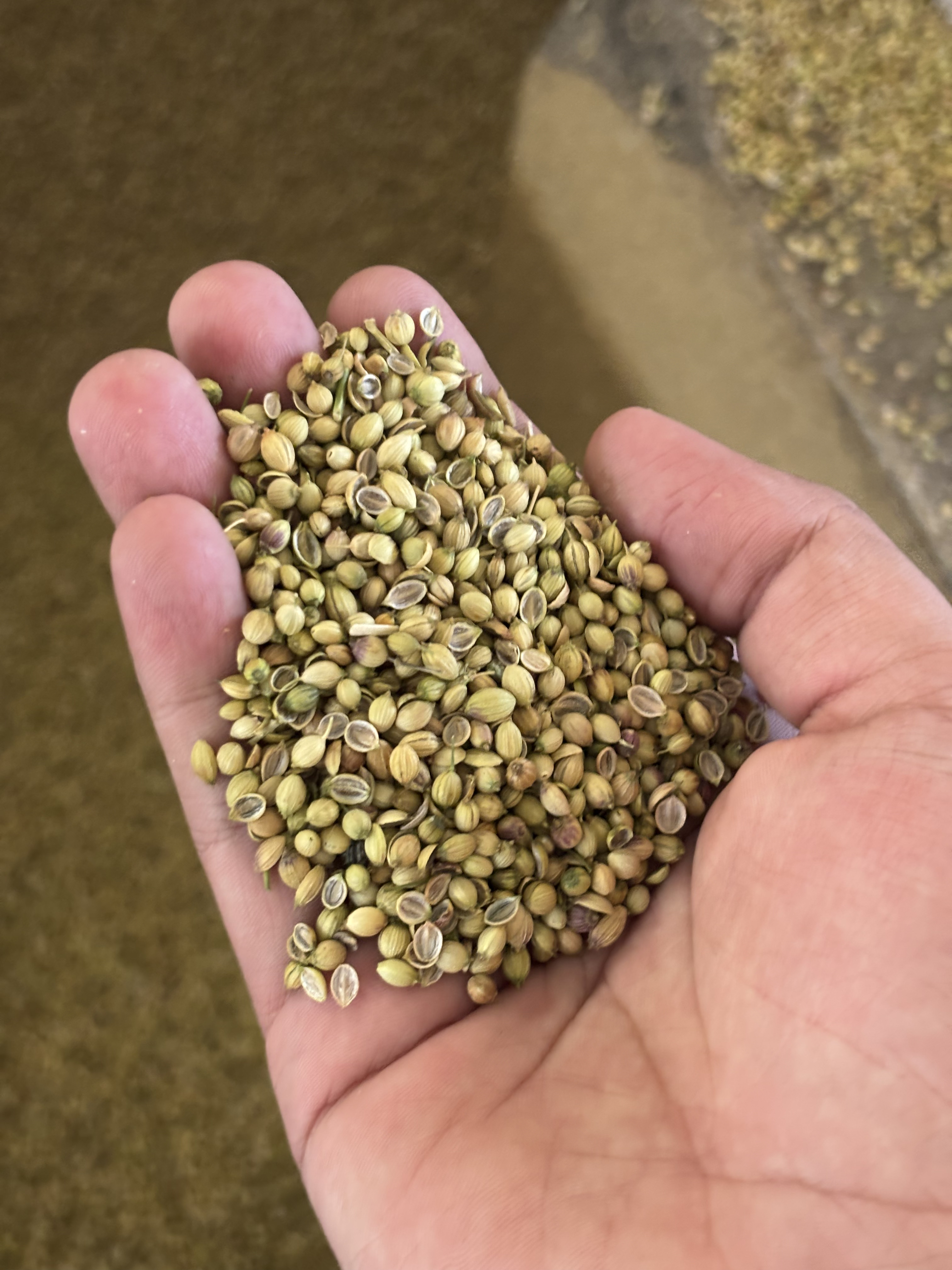 Coriander Seeds