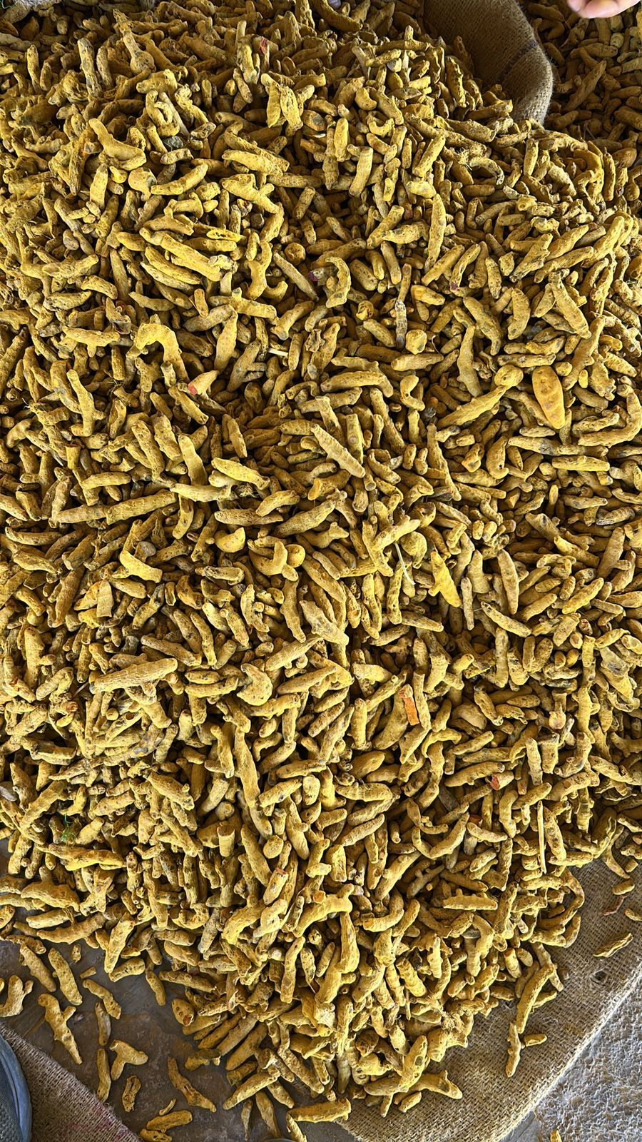 Finger Turmeric